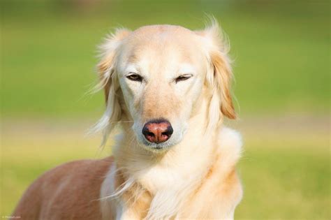 Blonde Saluki Beautiful Dog Photos Portfolio