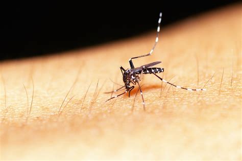 Mosquitoes - Identification | Environment | Threats ...