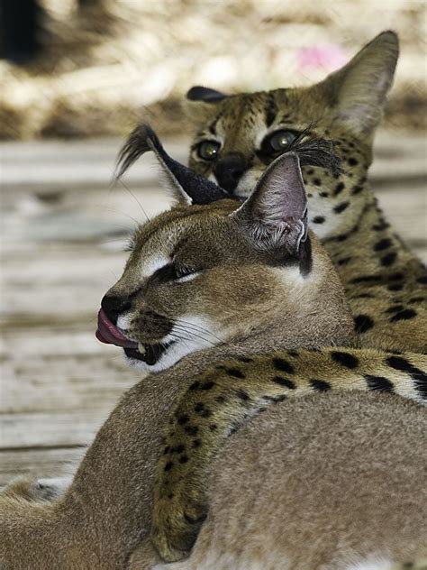 Subscribe with your email to receive marketing emails from caracal usa. "Duma and Phoebe" [Serval and Caracal in Panther Ridge ...