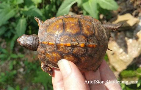 Creating Box Turtle Habitat Backyard Wildlife Gardening Art Of Stone