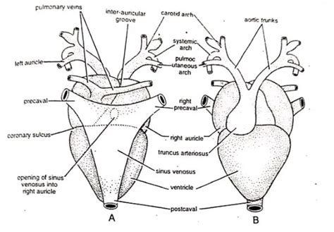 Blood Circulatory System Of Frog Diagram Swarborno