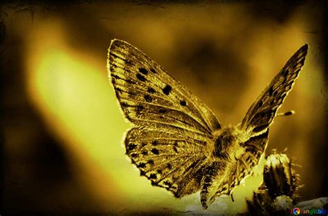 Dark Butterfly Download Free Picture №18809
