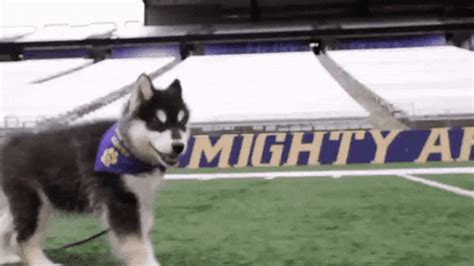 Go Huskies GIFs Get The Best GIF On GIPHY