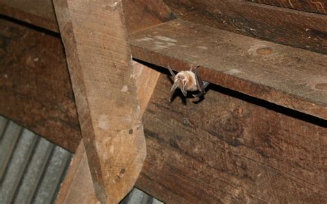 Check spelling or type a new query. How to Know If There Are Animals in the Attic | Animal ...