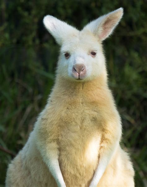 Kangaroos Wallaroos And Wallabies Oh My Farmhouse Animal And