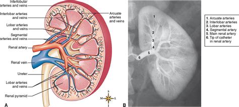 Veins need valves to create pressure to pump the blood to the heart. Urinary System | Basicmedical Key