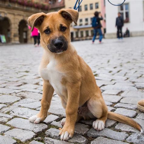 Deutscher schäferhund husky mix color. Apollo, Boxer/Husky mix (13 w/o), Marktplatz, Rothenburg ...