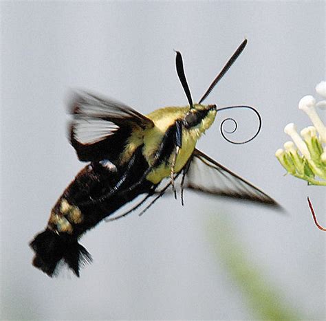 21 Best Clearwing Moth Lacewing Hummingbird Moth Bee Hawk Images On