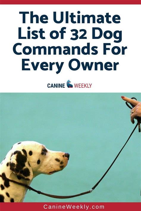 The Ultimate List Of 32 Dog Commands For Every Owner Read Here To