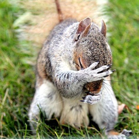 Im So Embarrassed Squirrel Funny Cute Animal Pictures Funny Animals