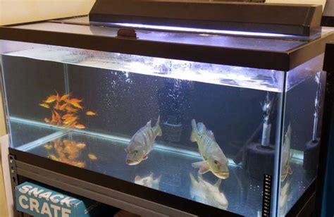 40 Gallon Breeder Setup No Fish For Sale In Renton Wa Offerup
