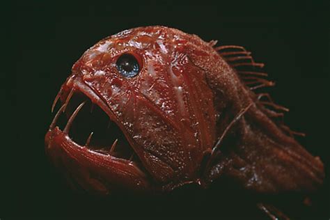 The 20 Weirdest Fish In The Ocean