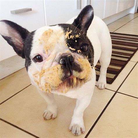 22 Hilarious Pups That Will Make You Want To Celebrate National Peanut