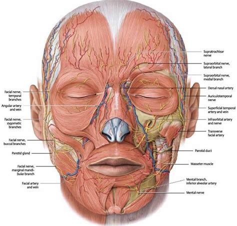 Facial Nerves Anatomy