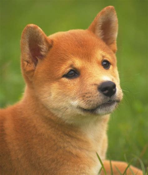 10 Spitz Dog Breeds Shiba Inu