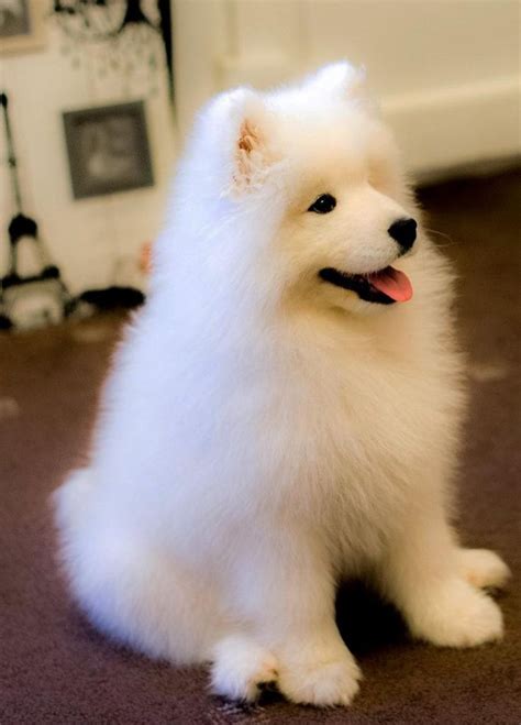 Samoyedslover Twitter Samoyed Dogs Fluffy Dogs