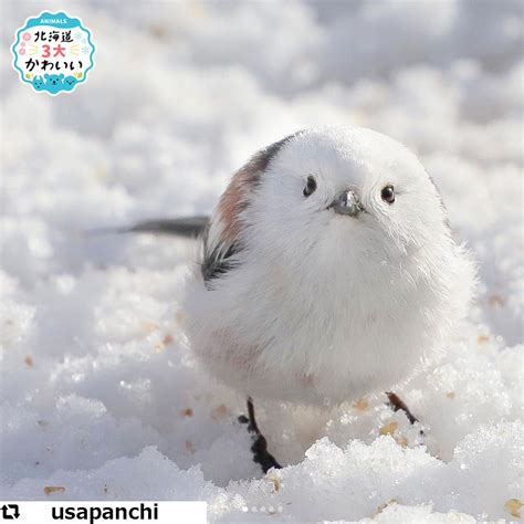 「雪の妖精」シマエナガちゃん20連発！【画像まとめ】｜sitakke【したっけ】 Cute Birds Animals Quick