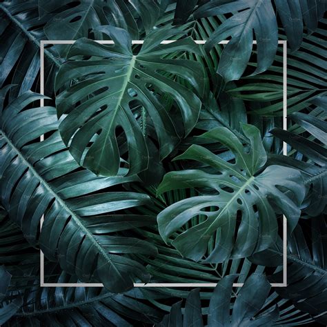 Summer Tropical Leaves Background Featuring Tropic Abstract And Art