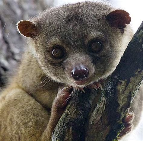 Discover south american animals you've never heard of, and learn amazing facts about the ones you have! Olingo - Bushy-Tailed, Rainforest Tree-Dweller | Animal Pictures and Facts | FactZoo.com