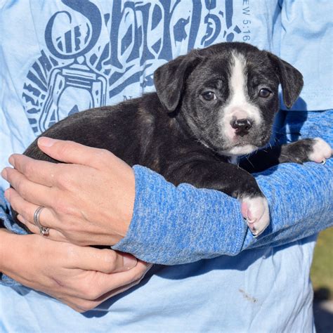 Dog for Adoption - Fry, a Boxer in Joliet, IL | Alpha Paw