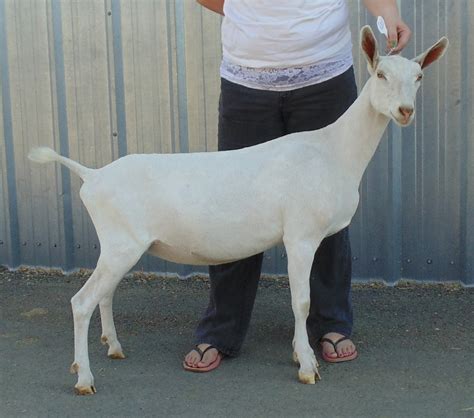 Saanen Junior Does Talache Dairy Goats Saanens And Sables