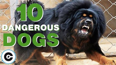 Top 10 Most Dangerous Dog Breeds In The World 2017 Youtube
