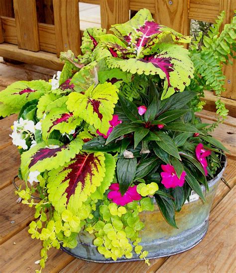 Shade To Part Shade Using Coleus New Guinea Impatiens Ferns And