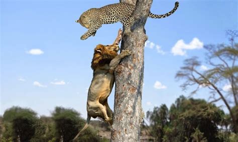 Lion Vs Leopard Most Amazing Moments Of Wild Animal Fights Wild