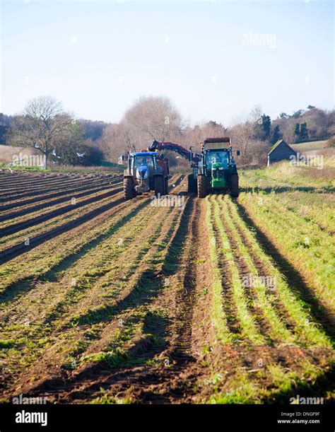 Farm Machinery Harvesting A Winter Carrot Crop In A Field Ramsholt