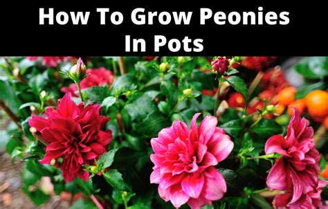 How To Grow Peonies In Pots Garden Beds