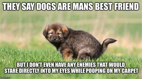 33 Concept Funny Pictures Of Dog Poop