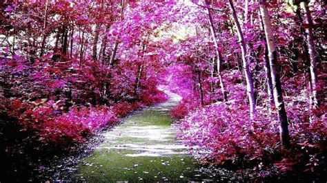 Related Image Pink Forest Nature Photography Landscape