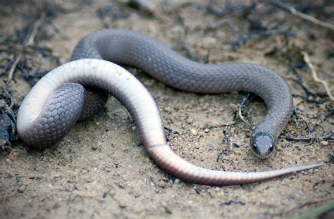 Smooth Earth Snake Virginia Valeriae Reptiles And Amphibians Of Iowa