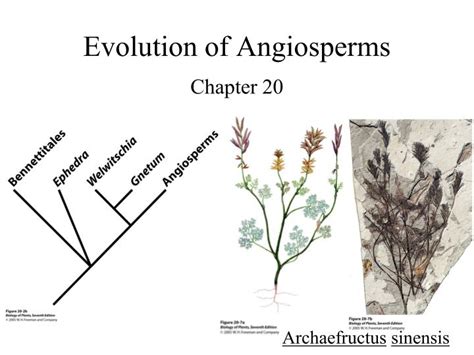 Ppt Evolution Of Angiosperms Powerpoint Presentation Free Download