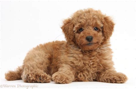 Toy Poodle Puppies Brown