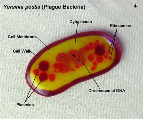 Bubonic plague is an infectious disorder that affects many people the world over. Yersinia pestis Plague Bacteria Fused Glass Pendant pin