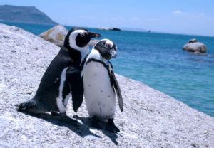The world's biggest colony of king penguins is found in the national nature reserve of the french southern and antarctic lands (taaf). Official Cape Town Pass - Boulders Penguin Colony