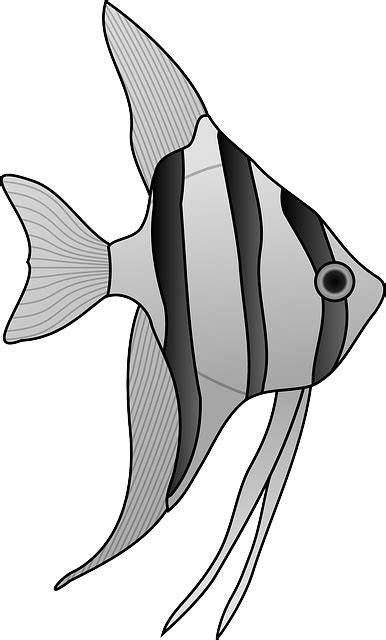 Angelfish Fish Aquarium · Free Vector Graphic On Pixabay
