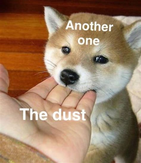 Another One Bites The Dust Dog Meme Guitar