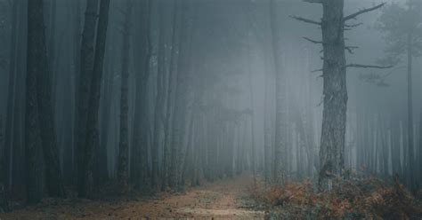 10 Great Tips For Improving Your Fog Photography Splento Blog