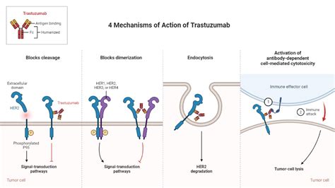 Mechanisms Of Action Of Trastuzumab Biorender Science Templates