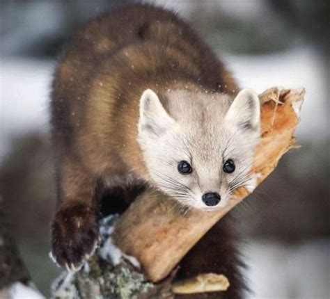 Pine Marten Sightings