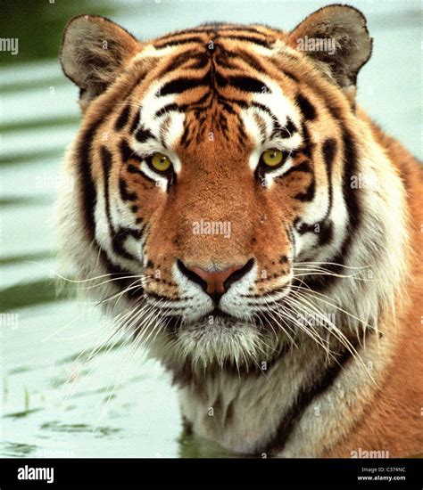 The Siberian Tiger Panthera Tigris Altaica Also Known As The Amur