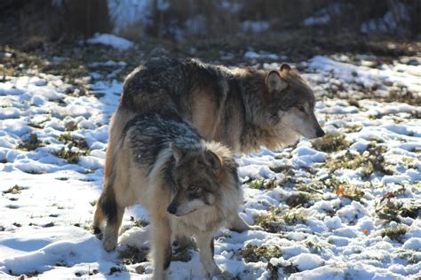 Mexican Gray Wolves Zoochat