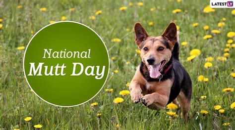 National Mutt Day 2021 Adorable Pics And Videos Of These Mixed Breed