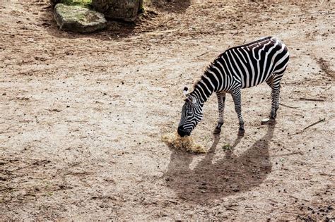 Amazing Zebra Grazing Grass In A Zoo Enclosure Made To Look Like
