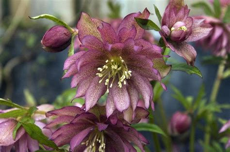Lenten Rose Perfect For Winter And Spring Pacific Northwest Garden