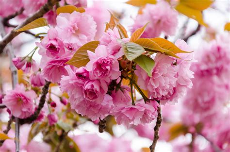 Kanzan Japanese Flowering Cherry Prunus Kanzan Heritage Fruit Trees