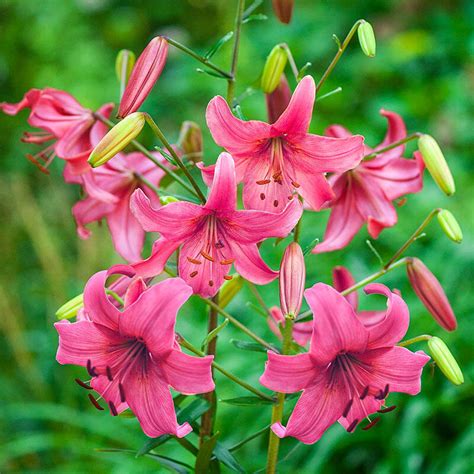 Asiatic Lilies For Sale Pink Flight Asiatic Lily Brecks