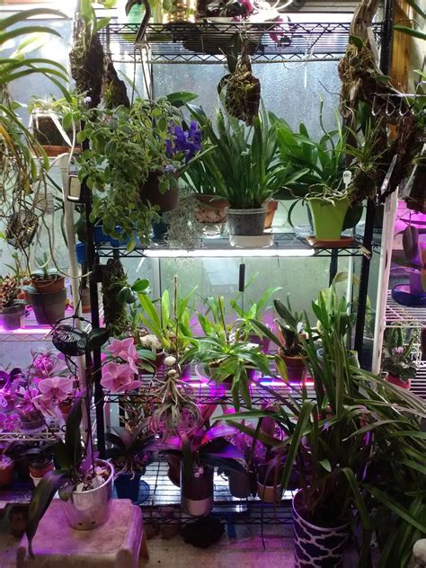 Mccarthy scholarship fund, which was. Pin by Kelly A Smith on a orchid..mine | Orchids, Plants ...